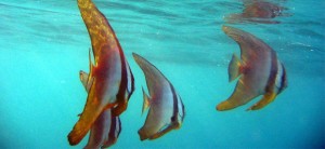 Pemba destination pour plongée sous marin
